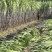 自家种植甘蔗50余亩