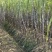 自家种植甘蔗50余亩