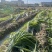 自家种植甘蔗50余亩