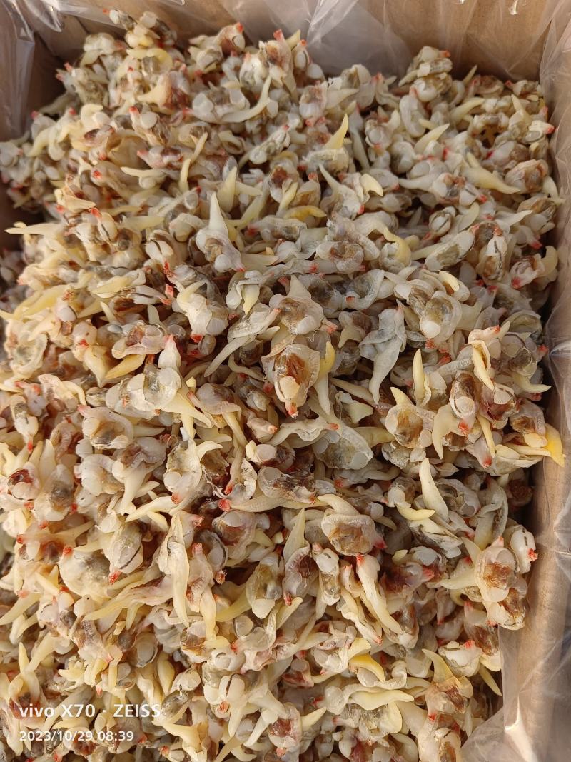 蚬子干。做汤精品，活加工，直接凉晒，保持原味原桨