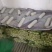 菠菜，聊城菠菜，大量供应中，供应电商，商超，以及各大市场
