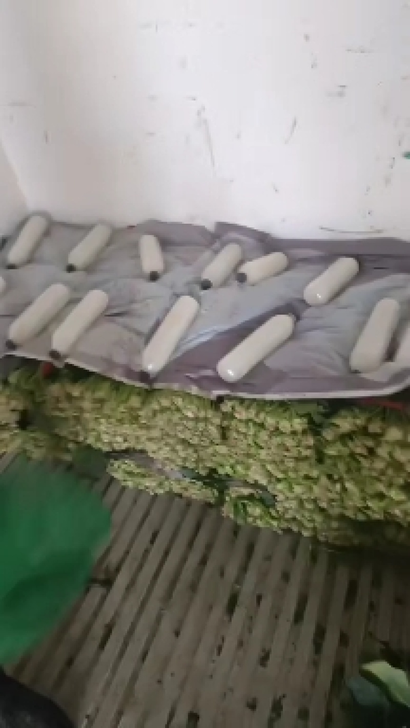 菠菜，聊城菠菜，大量供应中，供应电商，商超，以及各大市场