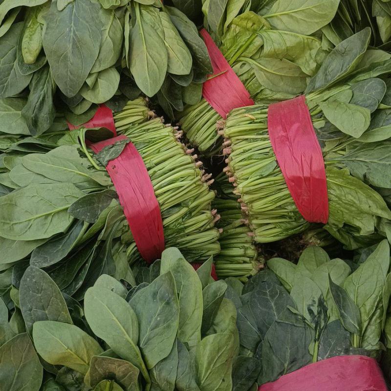 菠菜，聊城菠菜，大量供应中，供应电商，商超，以及各大市场