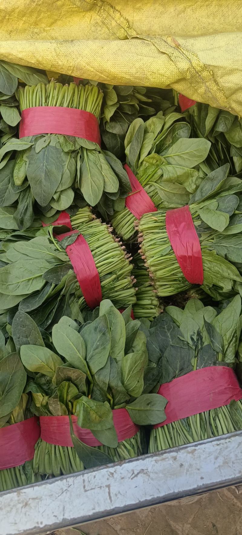 菠菜，聊城菠菜，大量供应中，供应电商，商超，以及各大市场