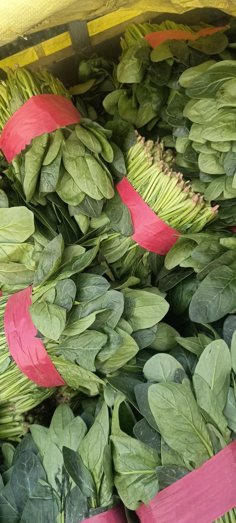 菠菜，聊城菠菜，大量供应中，供应电商，商超，以及各大市场