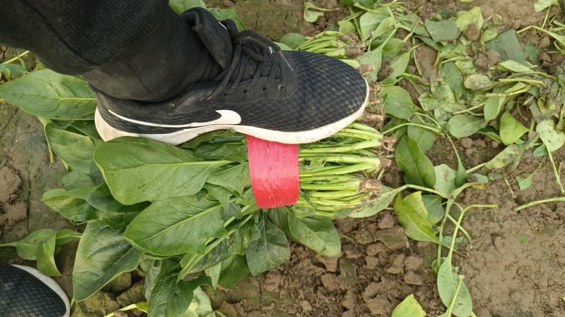 菠菜，聊城菠菜，大量供应中，供应电商，商超，以及各大市场