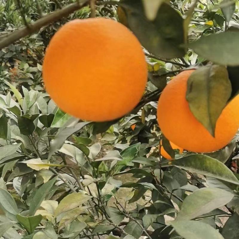 【脐橙】纽荷尔脐橙大量供应个头均匀果面干净现摘现发诚信经营