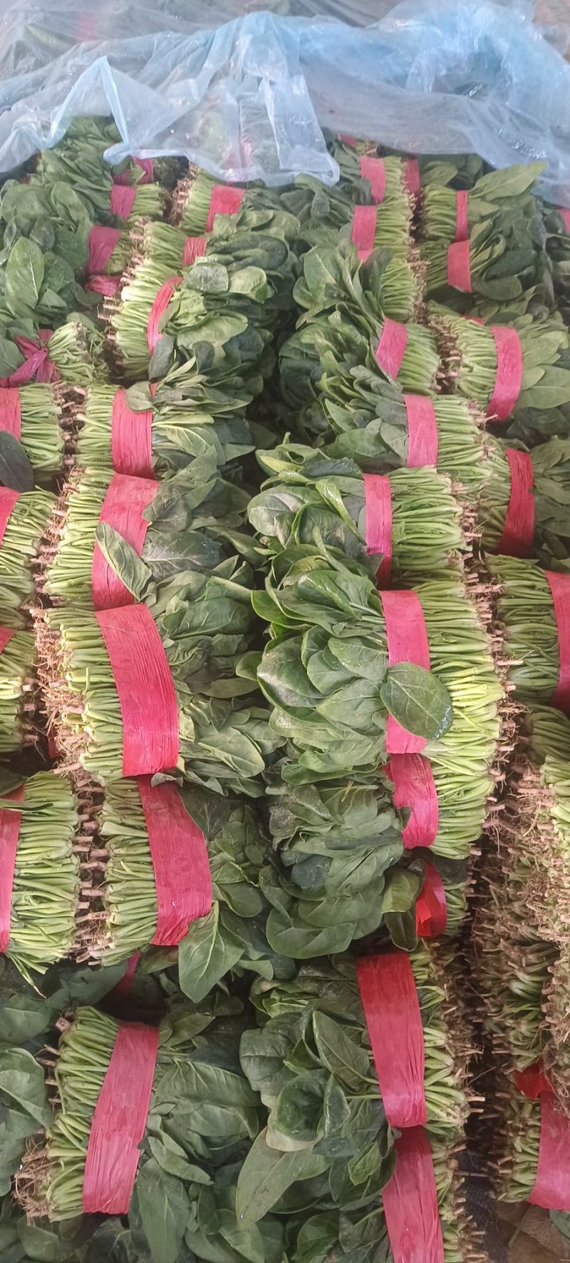 菠菜，聊城菠菜，大量供应中，供应电商，商超，以及各大市场