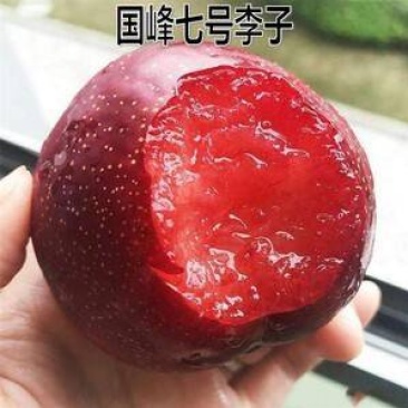 国峰七号李子苗