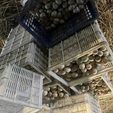 绍兴白脖初生蛋与双黄蛋