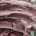 满肉羊蝎子厂家直发价格优惠品质好欢迎合作