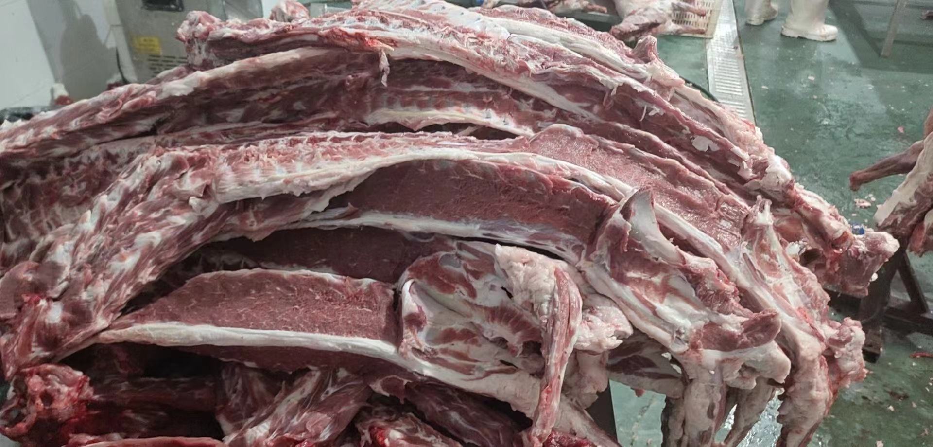 羊胴体正面全景图