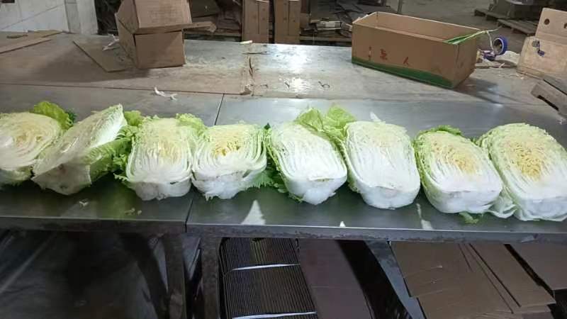 现代连锁超市生鲜区货架上陈列着多种包装形式的黄心白菜产品,透明塑料盒装标注‘甘肃民乐高原黄心白菜’‘净含量1.5kg’‘保质期7天’,旁边有价格标签显示单价为9.8元/斤,背景可见‘甘味’品牌标识和二维码溯源信息,体现品牌化与可追溯体系建设 超市货架上的甘肃黄心白菜包装产品