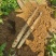 广西淮山药白玉山药基地直发规格齐全量大从优欢迎选购