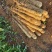 广西淮山药白玉山药基地直发规格齐全量大从优欢迎选购