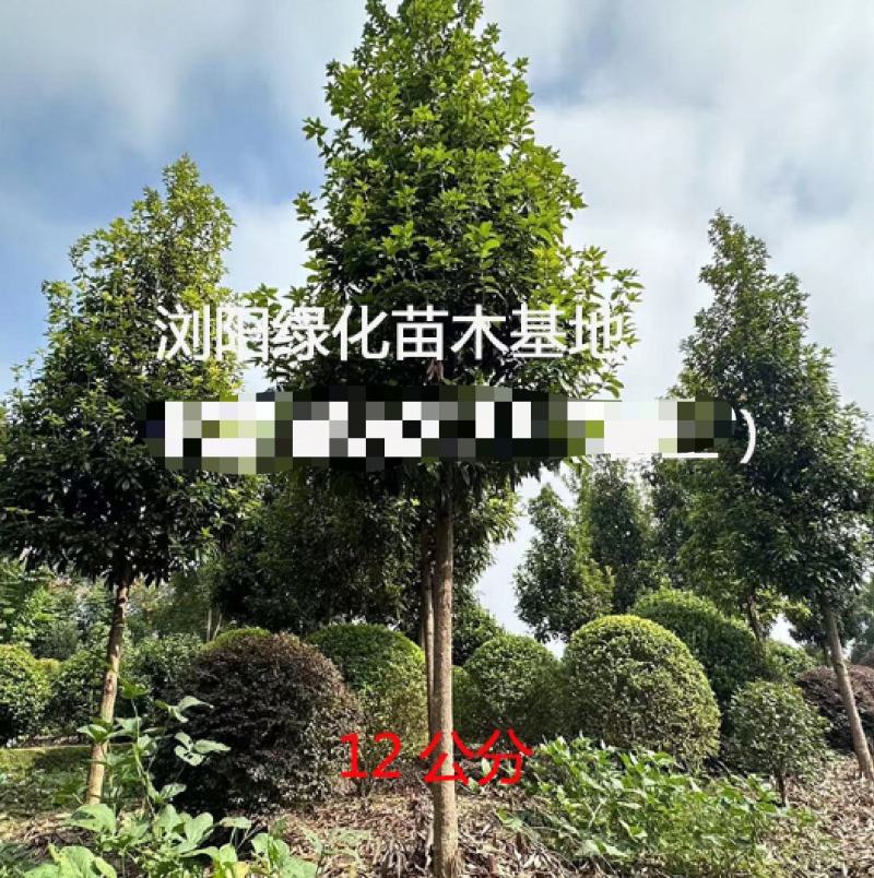 金丝楠木庭院花卉风景树花境植物绿化树苗木乔木行道树