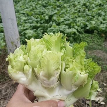儿菜