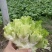 儿菜