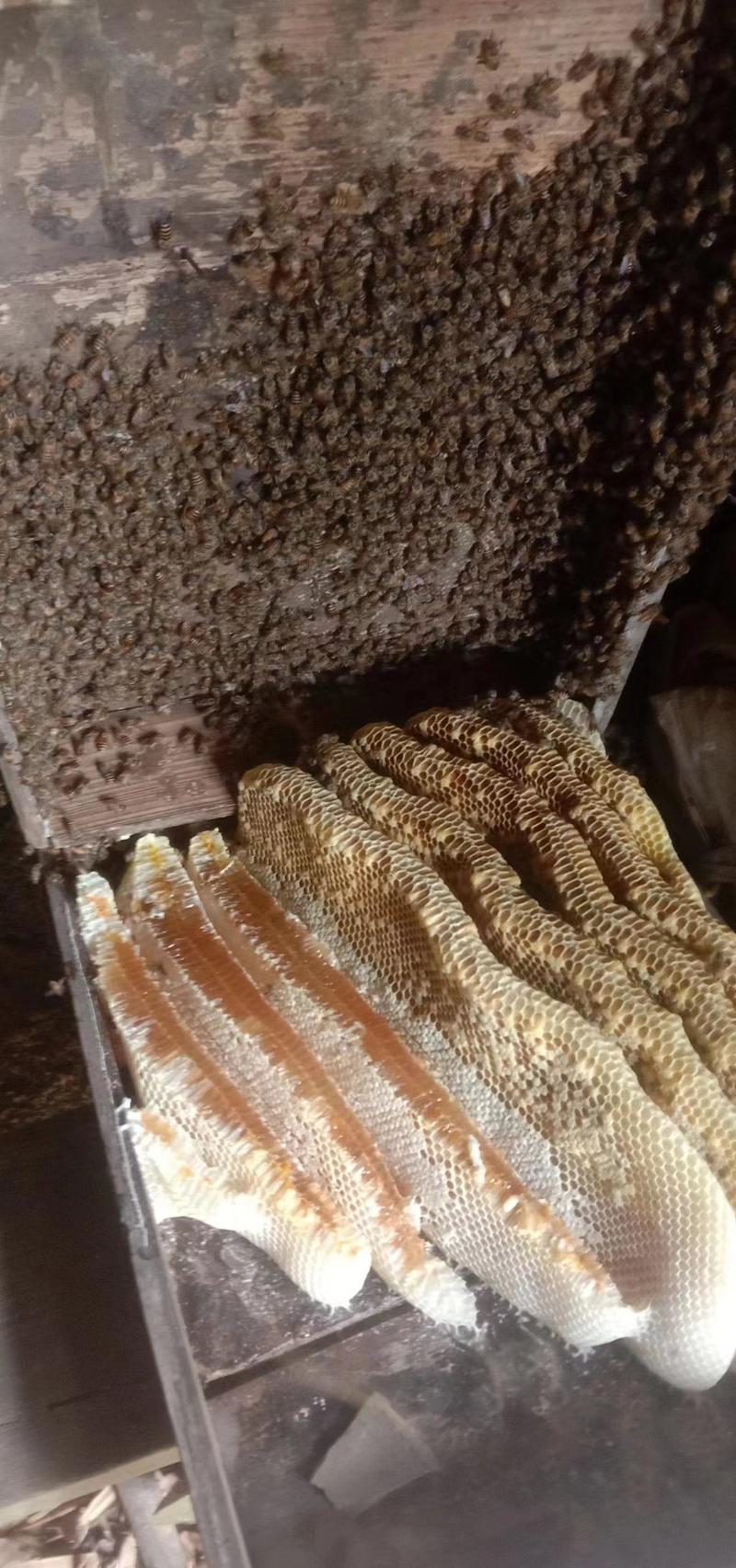 土蜂蜜，产地直发，纯正无添加，欢迎大家来电。