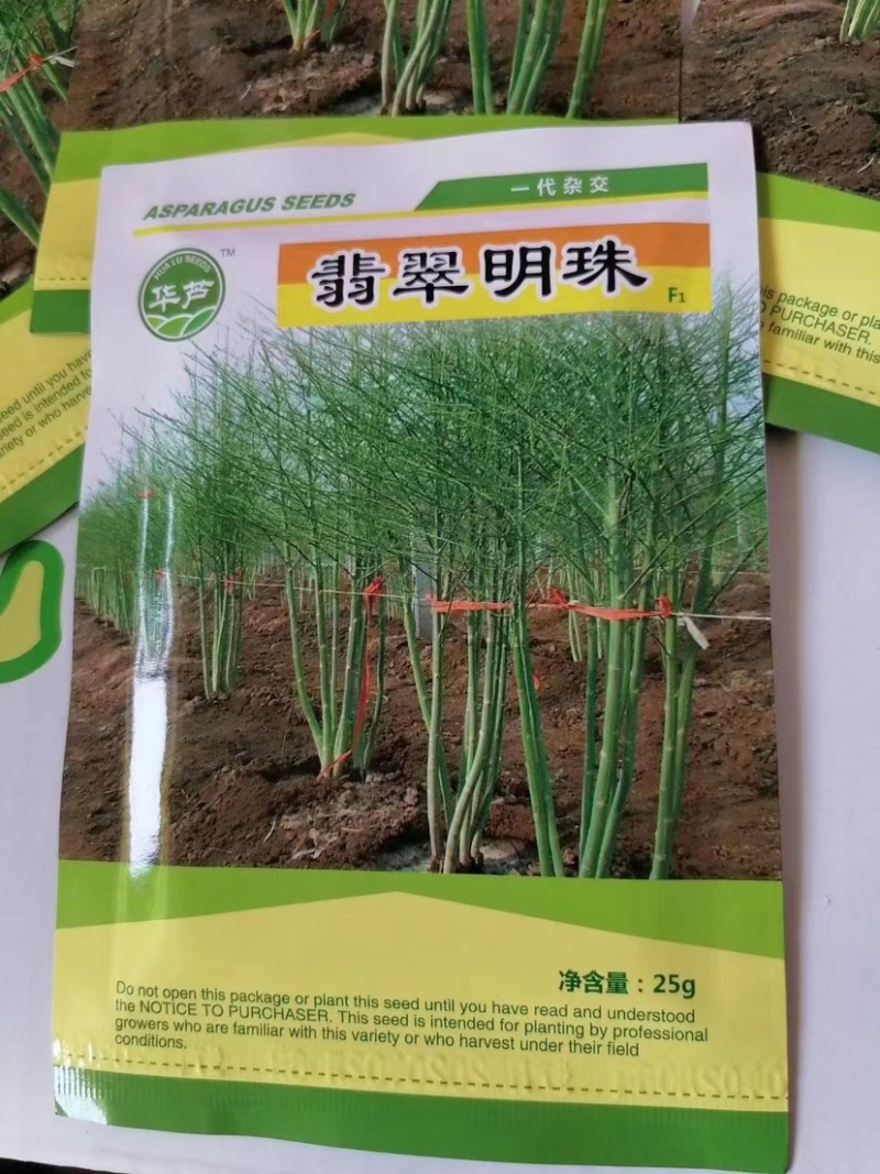 当季新芦笋种子翡翠明珠大田育苗，厂家直发有保障