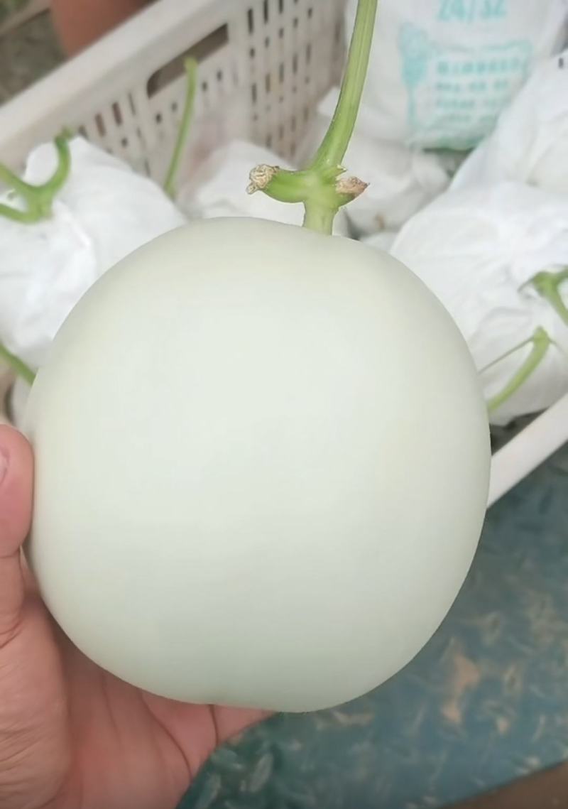 玉菇-冰清玉菇