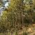 栓皮栎，栎树，供应各种规格栎树。产地供应