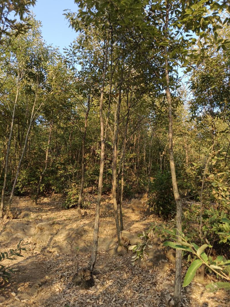 栓皮栎，栎树，供应各种规格栎树。产地供应