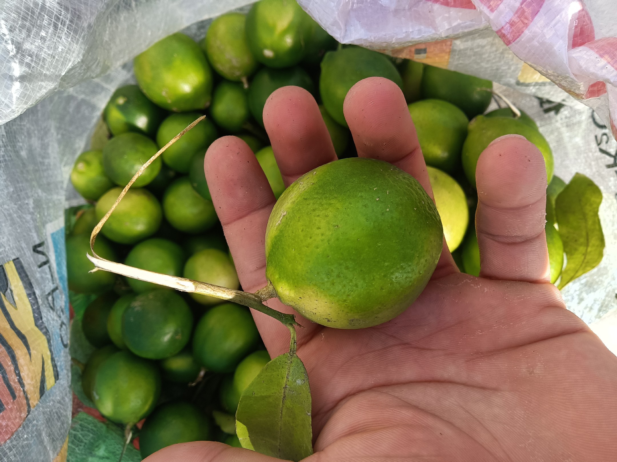 一杯加柠檬片的温水放置于木质桌面上