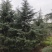 雪松1米～7米，基地直发，苗圃种植，欢迎来电咨询