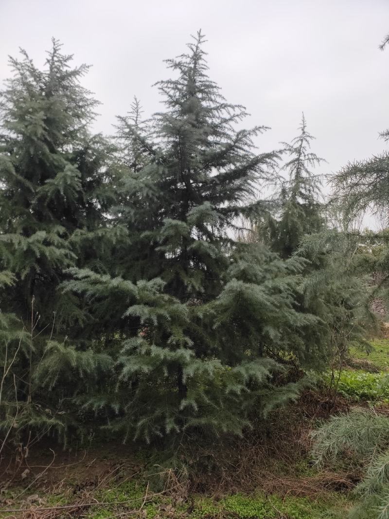 雪松1米～7米，基地直发，苗圃种植，欢迎来电咨询