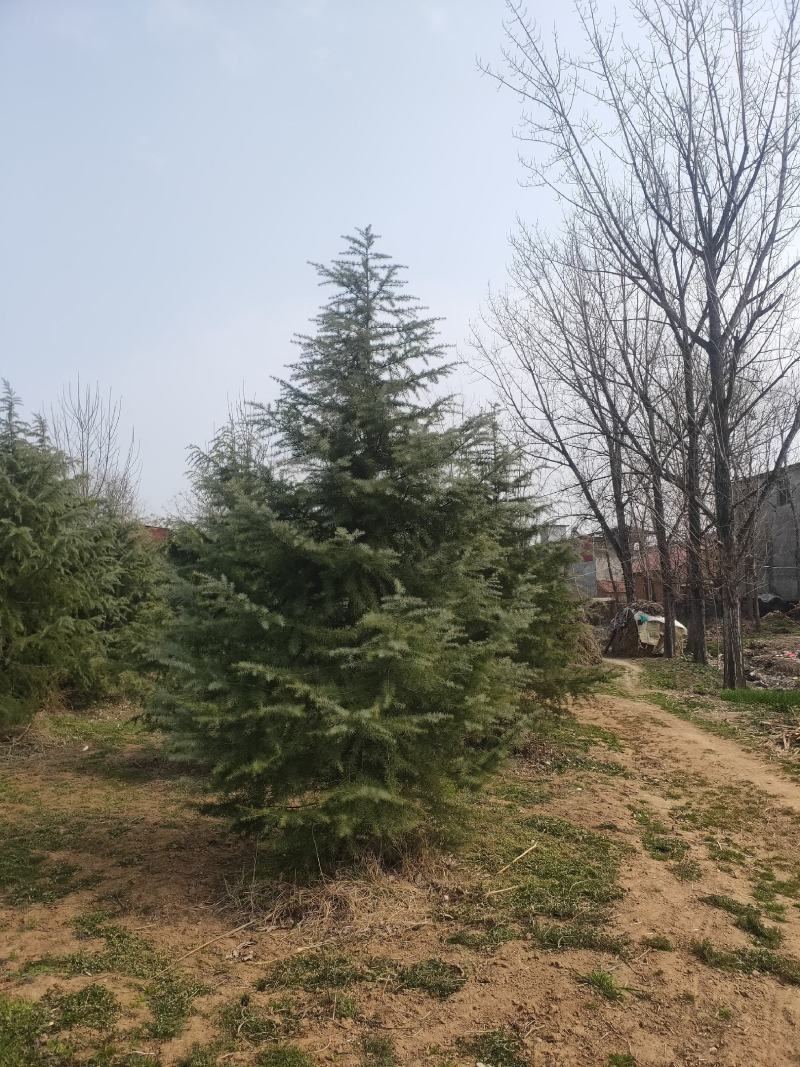 雪松1米～7米，基地直发，苗圃种植，欢迎来电咨询