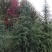 雪松1米～7米，基地直发，苗圃种植，欢迎来电咨询