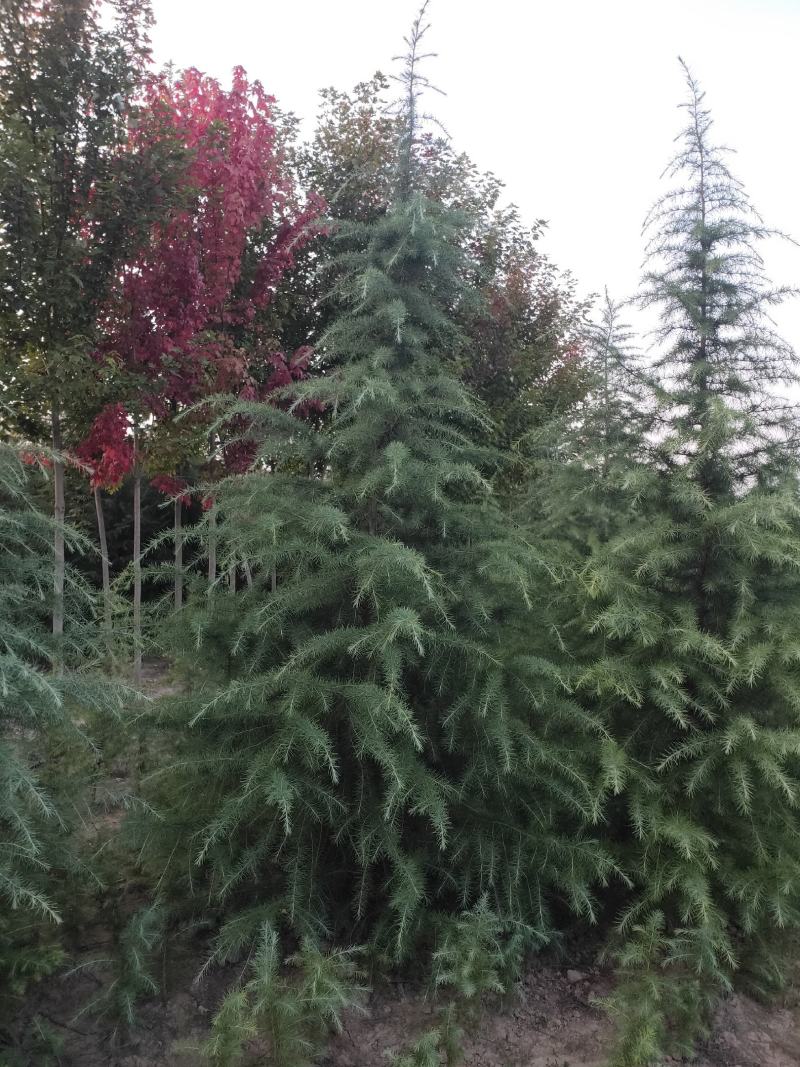 雪松1米～7米，基地直发，苗圃种植，欢迎来电咨询