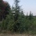 雪松1米～7米，基地直发，苗圃种植，欢迎来电咨询