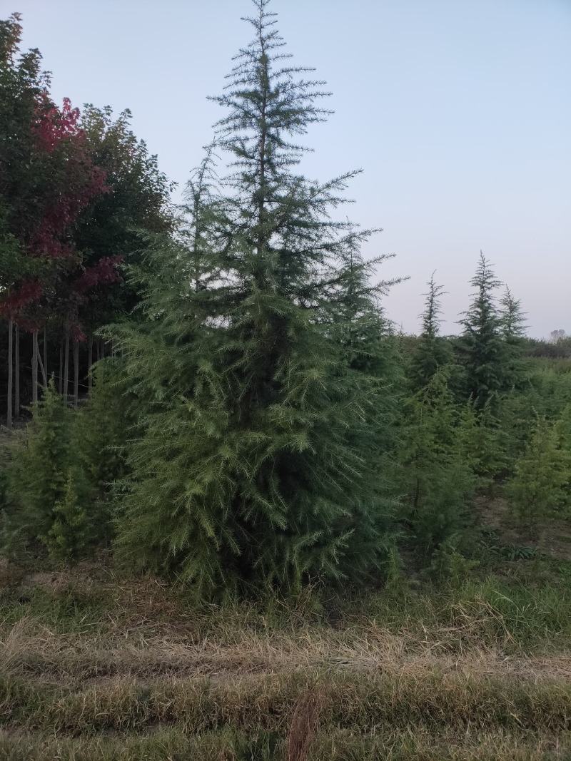 雪松1米～7米，基地直发，苗圃种植，欢迎来电咨询