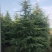 雪松1米～7米，基地直发，苗圃种植，欢迎来电咨询