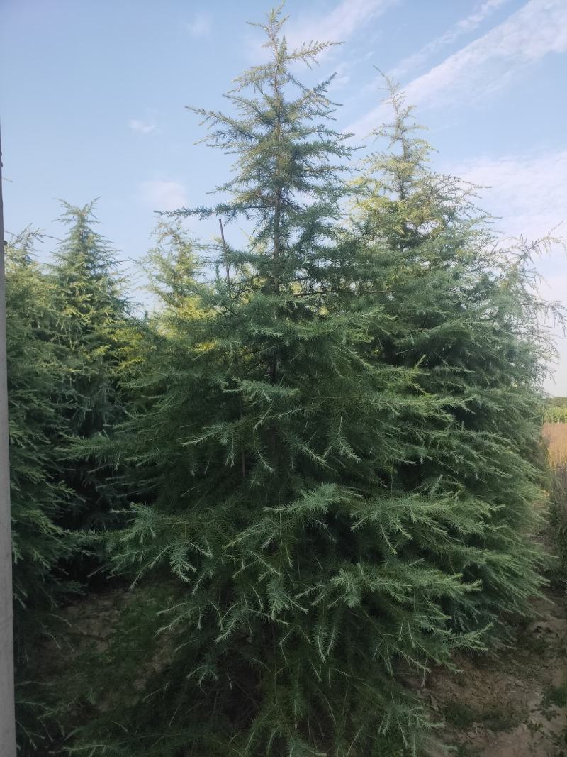 雪松1米～7米，基地直发，苗圃种植，欢迎来电咨询