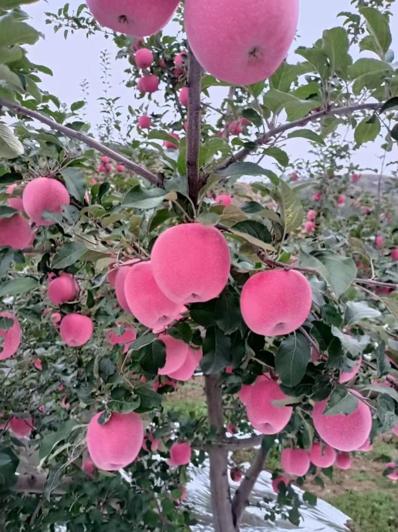 天水红富士苹果产地大量上市壹