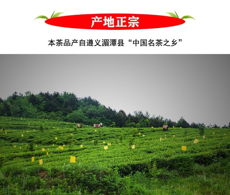 贵州湄潭雀舌明前头春茶（颗颗精选单芽）免费试喝足斤足两