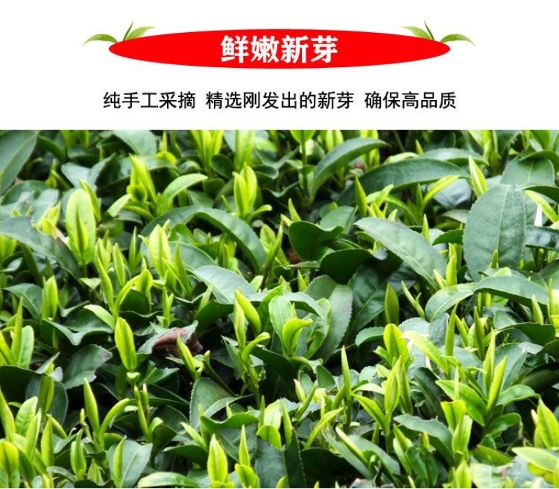 贵州湄潭雀舌明前头春茶（颗颗精选单芽）免费试喝足斤足两