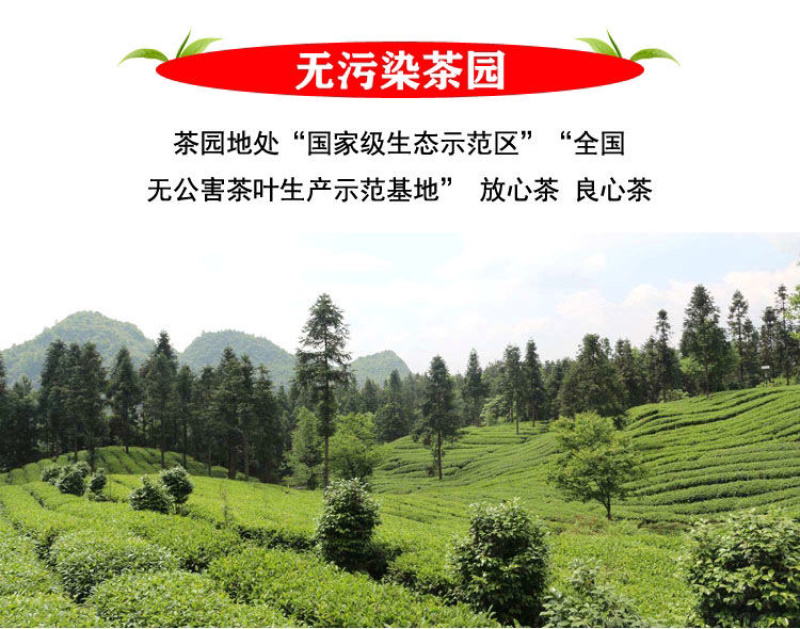 贵州湄潭雀舌明前头春茶（颗颗精选单芽）免费试喝足斤足两