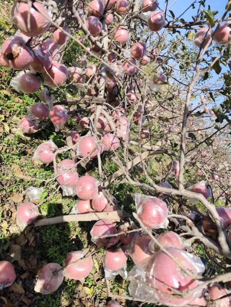 预售陕西膜袋富士苹果产地直发支持一件对接电商