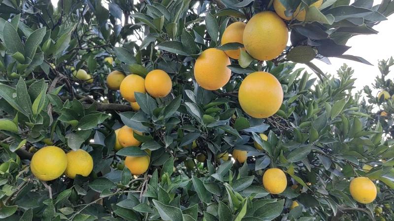 【热卖】湖南石门精品冰糖橙大量供应一手货源可视频看货
