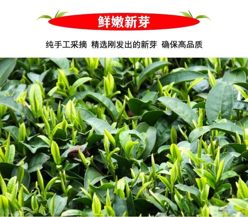 贵州高山雀舌茶叶（颗颗单芽）明前绿茶甄选产地直发一斤也批