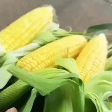 精品玉米,甜玉米产地直供看货论价保质保量欢迎订购