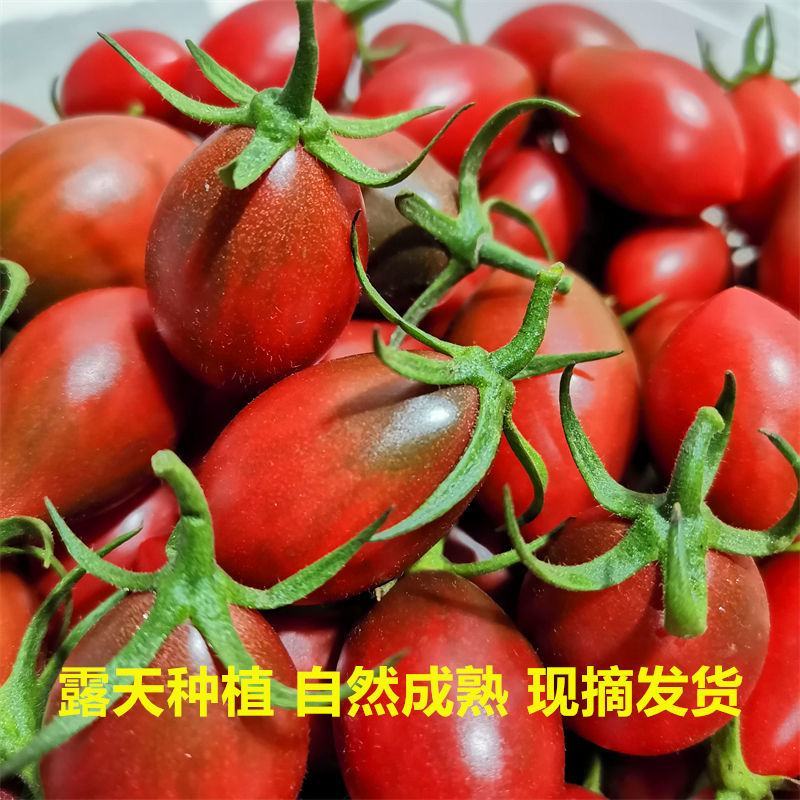 子弹头小番茄