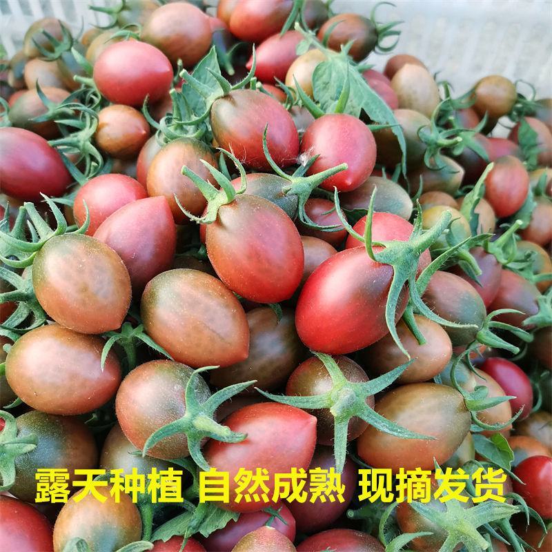 子弹头小番茄