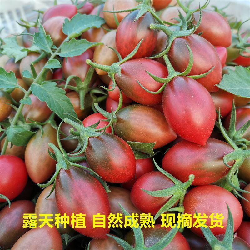 子弹头小番茄