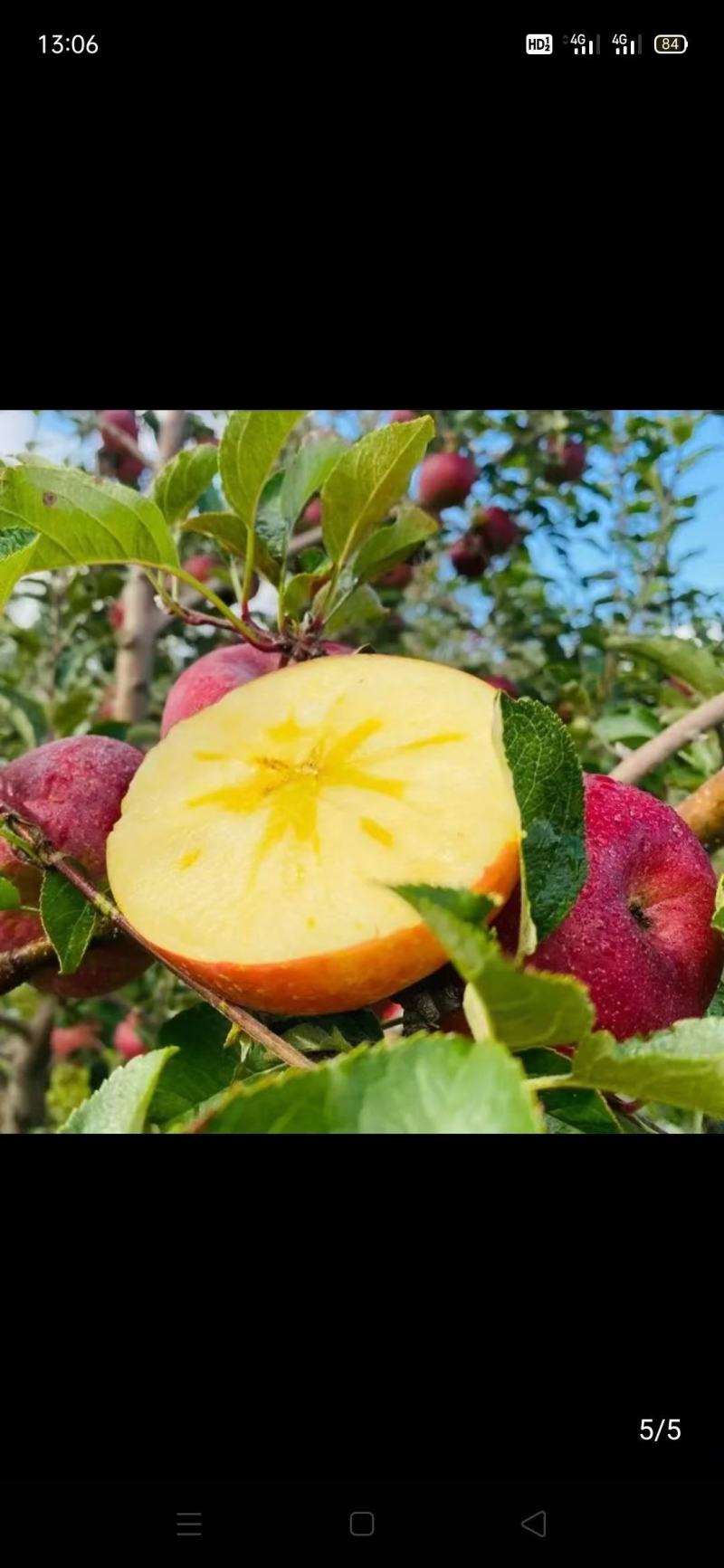 《丑苹果》冰糖心富士苹果