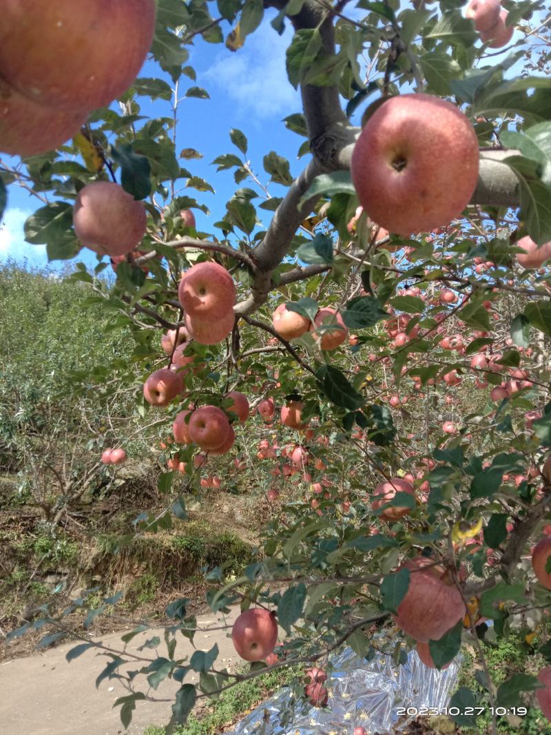 《丑苹果》冰糖心富士苹果